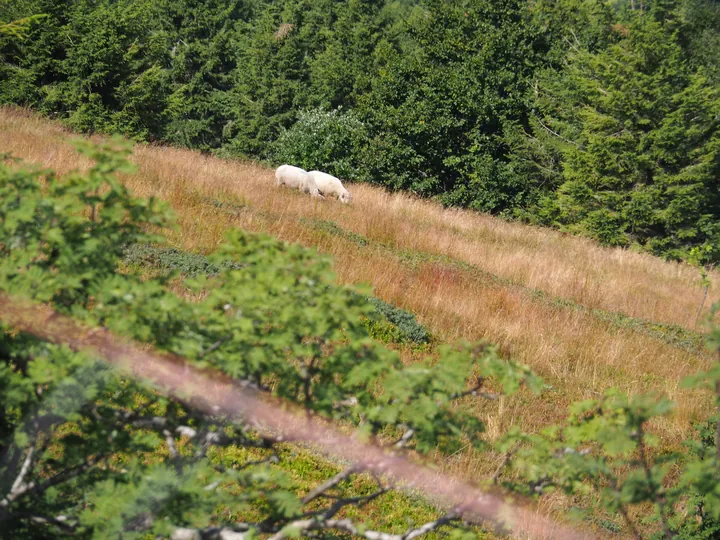 Le Grand Ballon (Frankrijk)